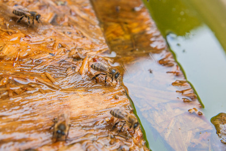 Busy bees, close up view of the working bees. Wooden plank floating on the water. Bees close up showing animals drinking water at summer time.の写真素材
