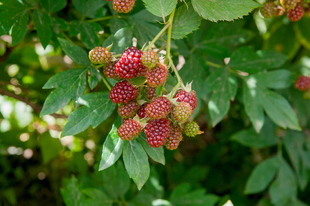 Red and black wild blackberries bushes and branches on green leaves background in the garden during...
