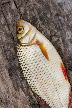 Freshwater fish just taken from the water. Single common rudd fish on the old tree trunk with brown...