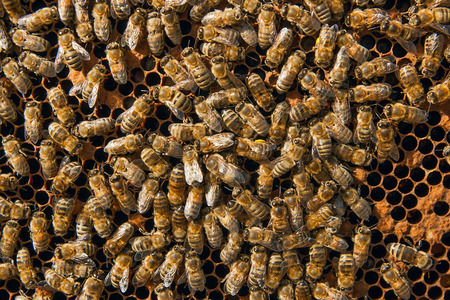 Busy bees inside hive with open and sealed cells for their young. Birth of o a young bees. Close up showing some animals and honeycomb structure.の写真素材