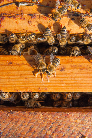 Close up view of the opened hive body showing the frames populated by honey bees.