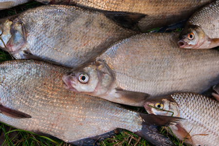 Freshwater fish just taken from the water. Close up view of pile of the catching freshwater fish on...