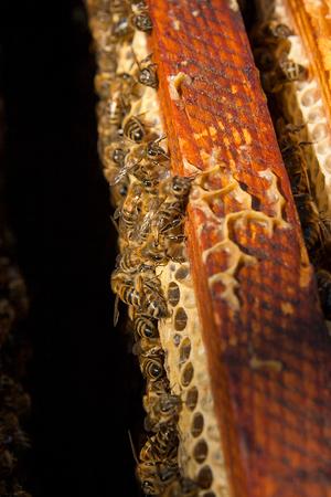 Close up view of the opened hive body showing the frames populated by honey bees.