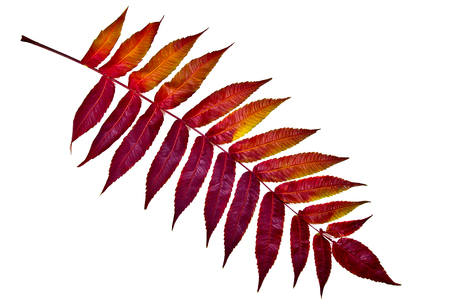 Autumn red leaf on white background.