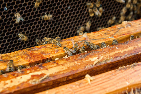 Close up view of the opened hive body showing the frames populated by honey bees.