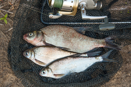 Freshwater fish just taken from the water. Catching freshwater fish and fishing rods with fishing...