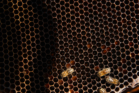 Busy bees, close up view of the working bees on honeycomb. Bees close up showing some animals and...
