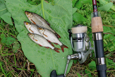Freshwater fish just taken from the water. Catching freshwater fish and fishing rods with fishing...