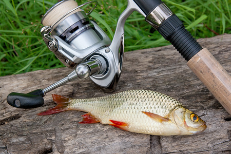 Freshwater fish just taken from the water. Catching freshwater fish and fishing rods with fishing...