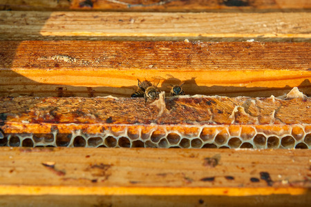 Close up view of the opened hive body showing the frames populated by honey bees.