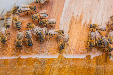 Busy bees, close up view of the working bees. Bees close up showing animals drinking water at summer time.の写真素材
