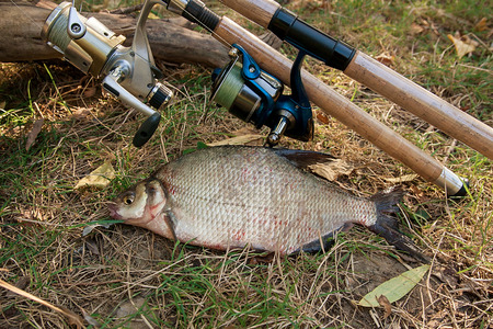Catching freshwater fish and fishing rods with reels on green grass. Several bream fish on natural...