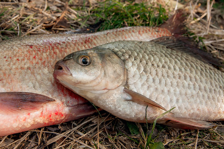 Freshwater fish just taken from the water. Several bream fish, crucian fish or Carassius on natural...