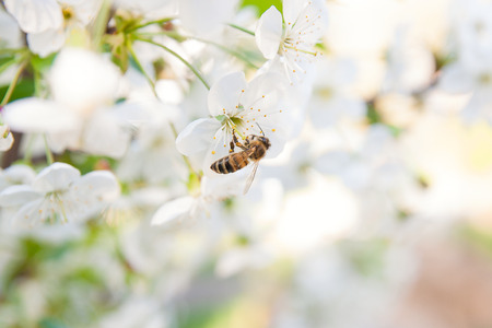 Close up view of bee collects nectar and pollen on a white blossoming cherry tree branch. White...
