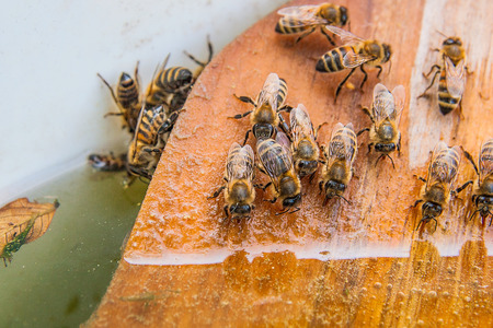 Busy bees, close up view of the working bees. Bees close up showing animals drinking water at summer time.の写真素材