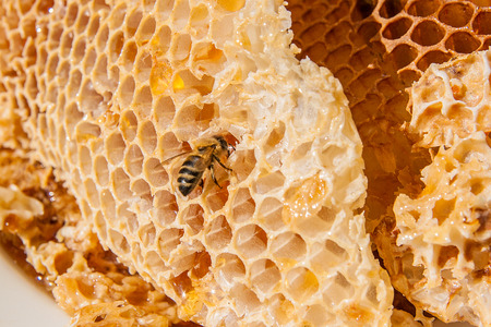 Close up view of the working bee on the honeycomb with sweet honey. White plate with section of wax honeycomb from beehive on the vintage wooden background. Honey is beekeeping healthy produce. Bee honey collected in the yellow beautiful honeycomb.の写真素材
