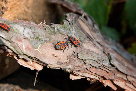Colony of firebugs, also known as pyrrhocoris apterus on a tree trunk, Moss and fungus growing on...