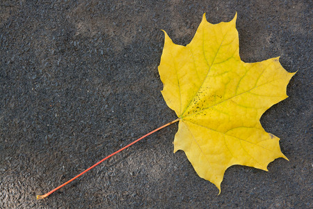 Red, green or yellow maple leaf as an autumn symbol as a seasonal themed concept isolated on dark...
