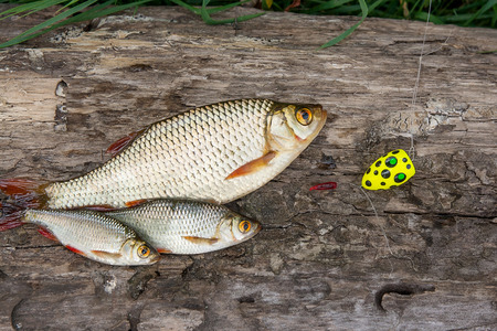 Freshwater fish just taken from the water. Several common rudd fish on the old tree trunk with brown bark. の写真素材