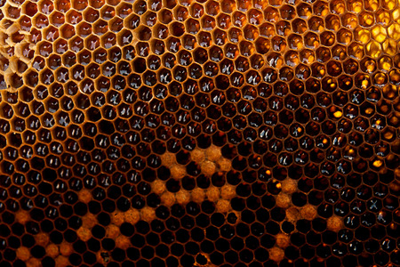 View of the honeycomb with sweet honey. Honey is beekeeping healthy produce. Bee honey collected in...
