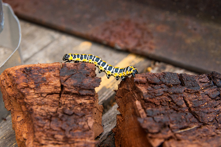 Beautiful caterpillar creeps on piece of old brown wood. Caterpillar of the Old World Swallowtail (Papilio machaon), a butterfly of the family Papilionidae. The butterfly is also known as the common yellow swallowtail or simply the swallowtail.の写真素材