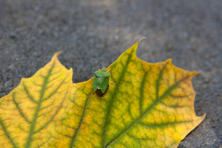 Close up view of a green shield bug or stink bug on autumn maple leaf. Green and yellow maple leaf...