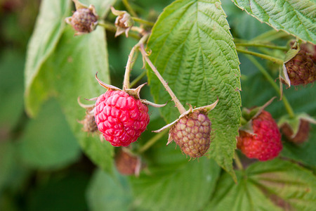 Lots of red ripe raspberries on a bush. Close up of fresh organic berries with green leaves on...