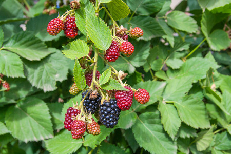 Red and black wild blackberries bushes and branches on green leaves background in the garden during...