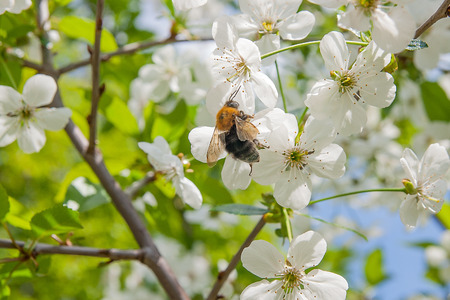 Beautiful flowering cherry trees. Bumblebee harvesting pollen from cherry blossom in spring day....