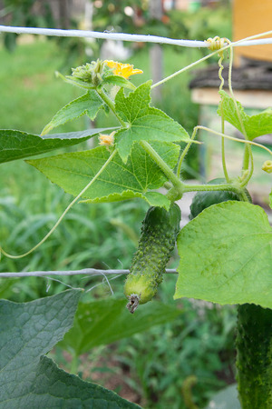 A cucumber in a bush outdoors. How to grow a cucumber plant in a garden. Young cucumbers on blooming bush in summer garden at summer time.の写真素材
