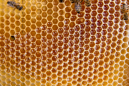 Close up view of the working bees on the honeycomb with sweet honey. Honey is beekeeping healthy...