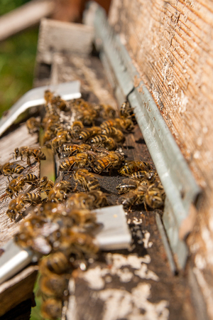 Plenty of bees at the entrance of beehive in apiary. Busy bees, close up view of the working beesの写真素材