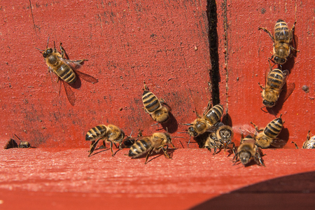 Plenty of bees at the entrance of beehive in apiary. Busy bees, close up view of the working bees