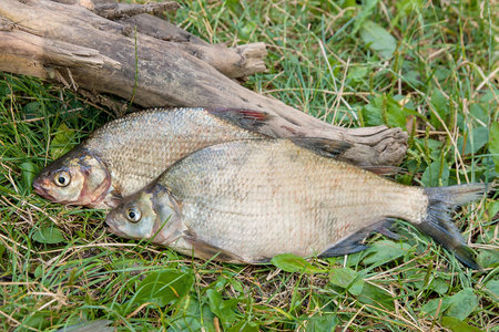 Freshwater fish just taken from the water. Several bream fish on green grass. Catching fish - common bream.の写真素材