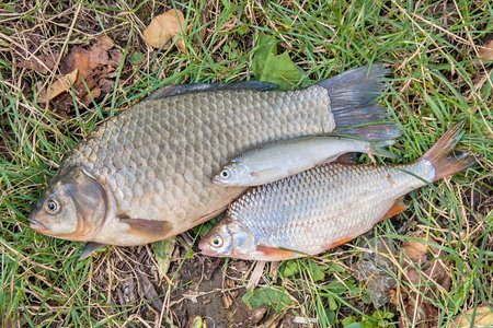 Freshwater fish just taken from the water. Pile of the catching freshwater fish on green grass. Several bream fish, crucian fish, roach fish, bleak fish on natural background.の写真素材