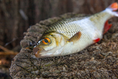 Close up view of single freshwater common rudd fish known as Scardinius erythrophthalmus on the vintage wooden trunk with brown bark.の写真素材