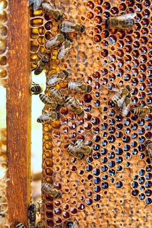 Close up view of the working bees on the honeycomb with sweet honey. Honey is beekeeping healthy...