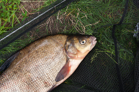 Close up view of just taken from the water freshwater common bream known as bronze bream or carp...