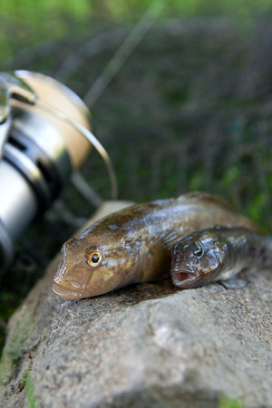 Freshwater bullhead fish or round goby fish known as Neogobius melanostomus and Neogobius...