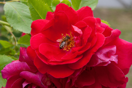 Close up view of Bee collects nectar and pollen on a blossoming pink rose flower. Beautiful pink rose opens its pedals among green leaves of the plant.の写真素材