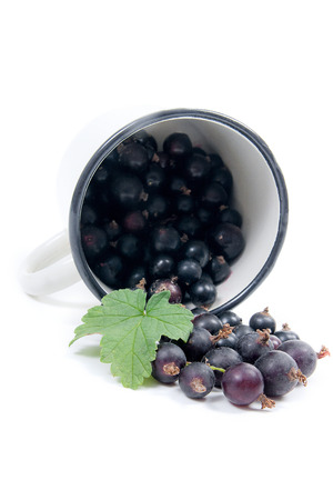 Close up view of white cup with black currant berry isolated on white background. A white cup with black currant berry and small bunch of black currant with small green leaf of currant bush in front of cup.の写真素材