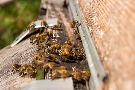 Plenty of bees at the entrance of beehive in apiary. Busy bees, close up view of the working bees