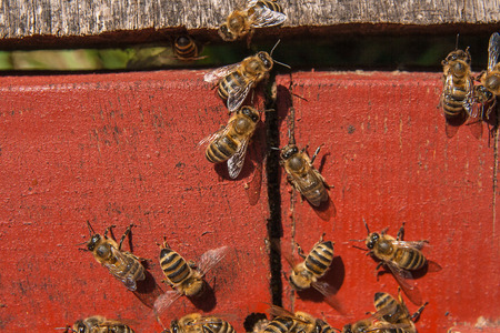 Plenty of bees at the entrance of beehive in apiary. Busy bees, close up view of the working beesの写真素材