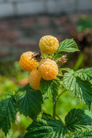 Lots of red ripe yellow raspberries on a bush. Close up of fresh organic berries with green leaves on yellow raspberry cane. Summer garden in village. Growing berries harvest at farm.の写真素材