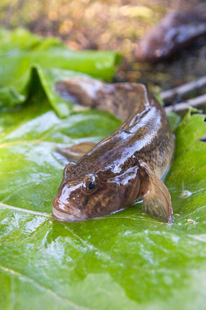 Freshwater bullhead fish or round goby fish known as Neogobius melanostomus and Neogobius...