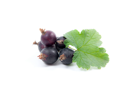 Close up view of black currant berry isolated on white background. A bunch of black currant with small green leaf of currant bush.の写真素材