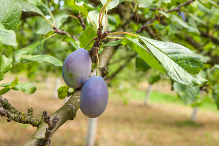 Close up of the plums ripe on branch. Ripe plums on a tree branch in the orchard. View of fresh organic fruits with green leaves on plum tree branch in the fruit garden.の写真素材