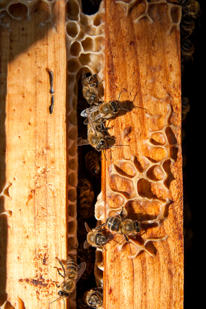 Close up view of the opened hive body showing the frames populated by honey bees.