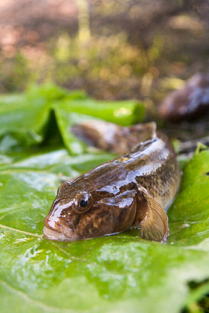 Freshwater bullhead fish or round goby fish known as Neogobius melanostomus and Neogobius fluviatilis pallasi just taken from the water. Close up view of raw bullhead fish called goby fish on big green leaf.の写真素材