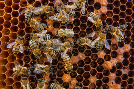 Busy bees, close up view of the working bees on honeycomb. Bees close up showing some animals and honeycomb structure.の写真素材